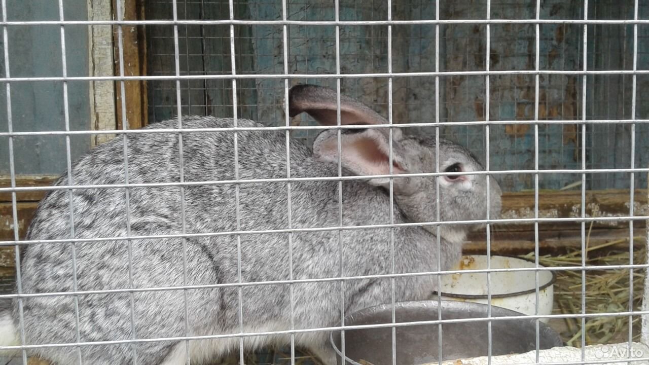 Авито Где Купить Кроликов В Новосибирске