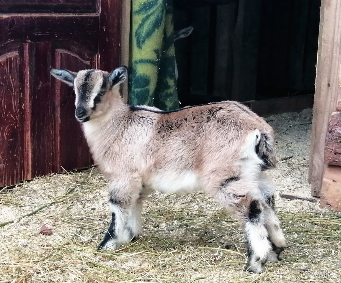 Альпийская коза пиакок