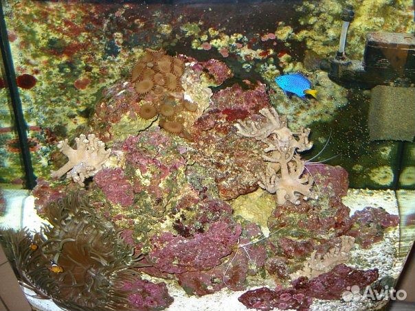 Продам морской аквариум купить на Зозу.ру - фотография № 3