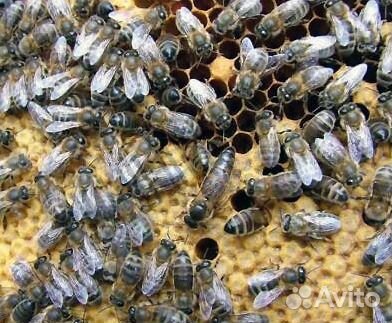 Продаются пчелосемьи, пчелы купить на Зозу.ру - фотография № 2