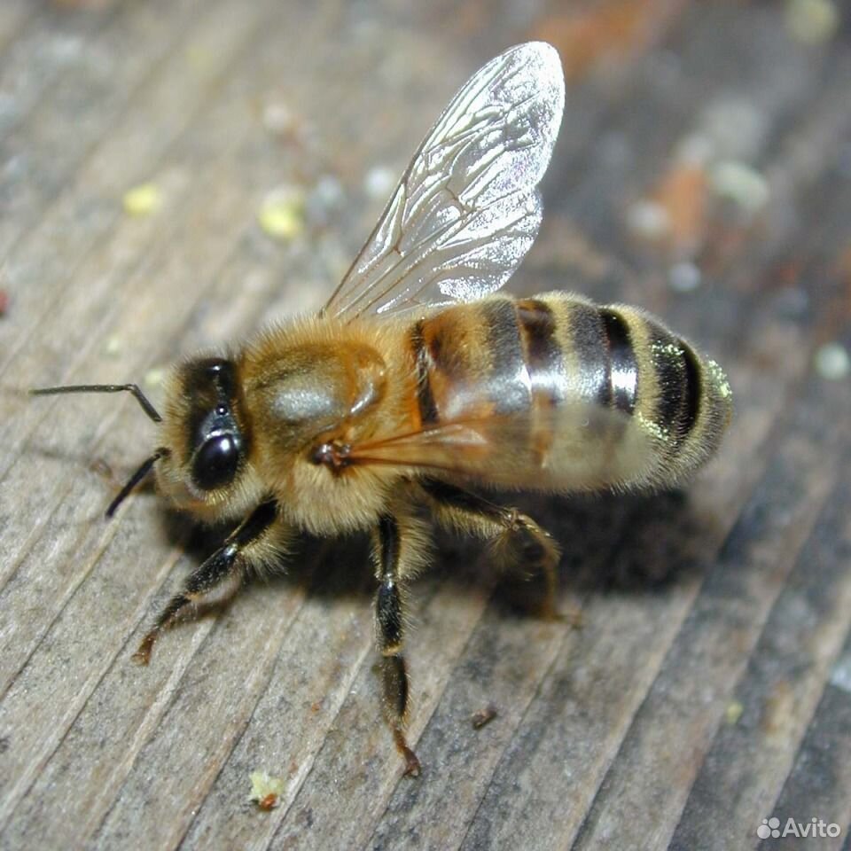 Пчелы (карпатка) купить на Зозу.ру - фотография № 1