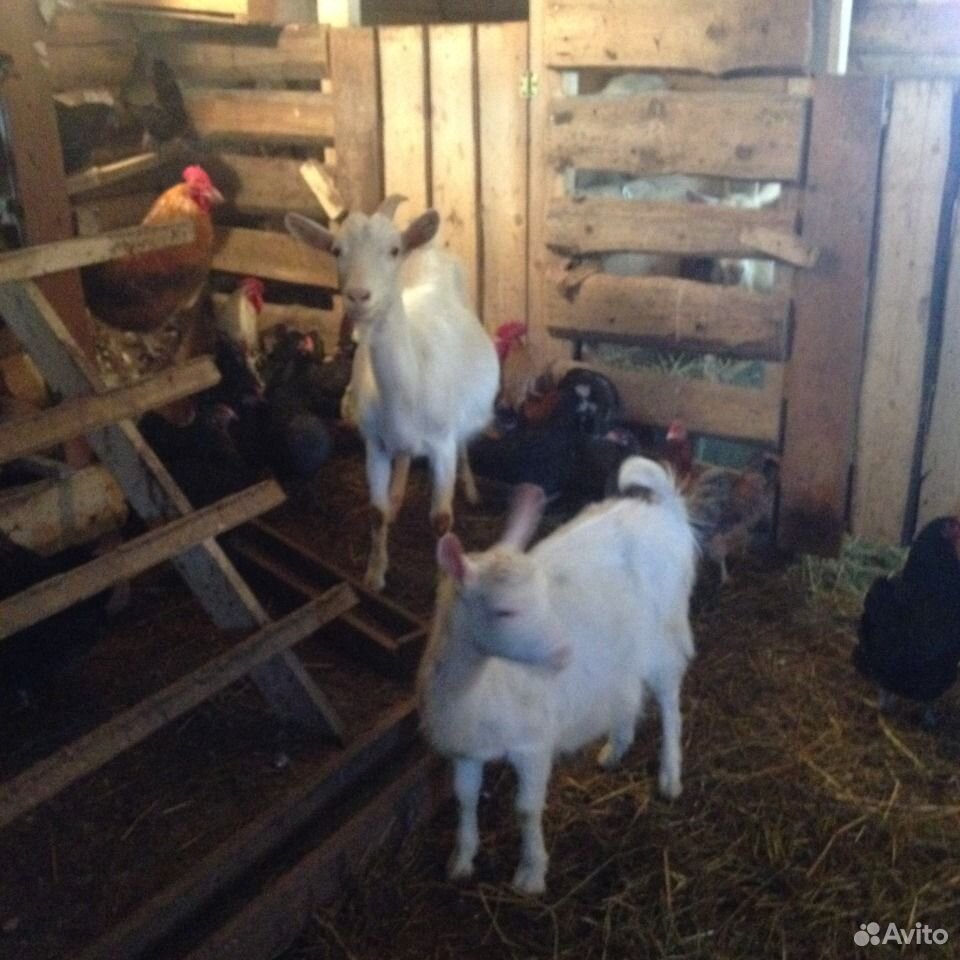 Молодые козы купить на Зозу.ру - фотография № 1
