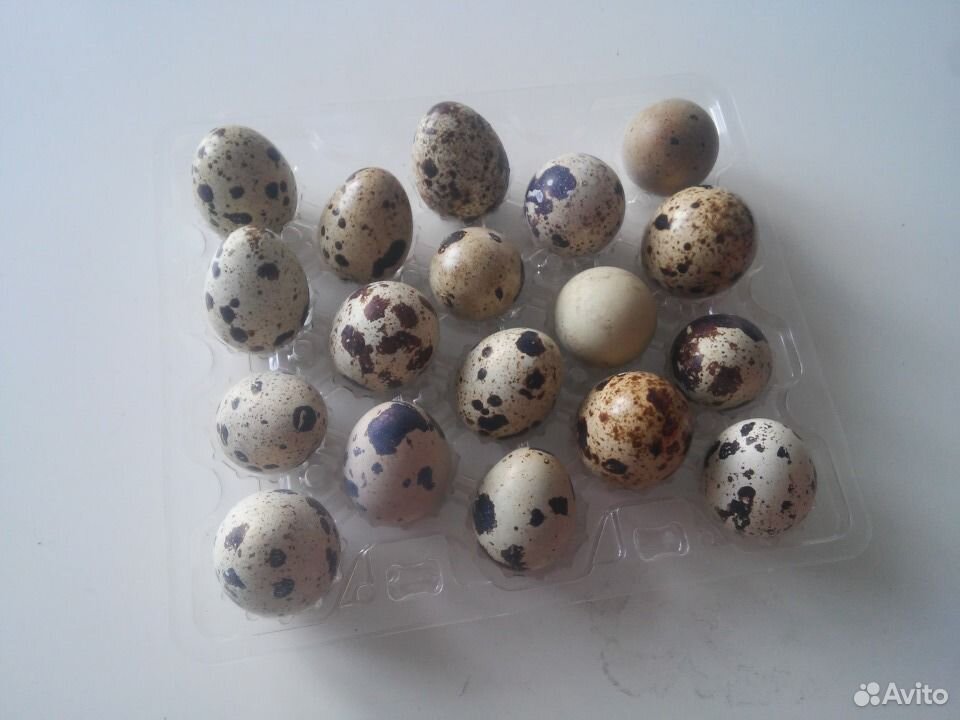 Яйцо инкубационное перепелиное и куриное купить на Зозу.ру - фотография № 1