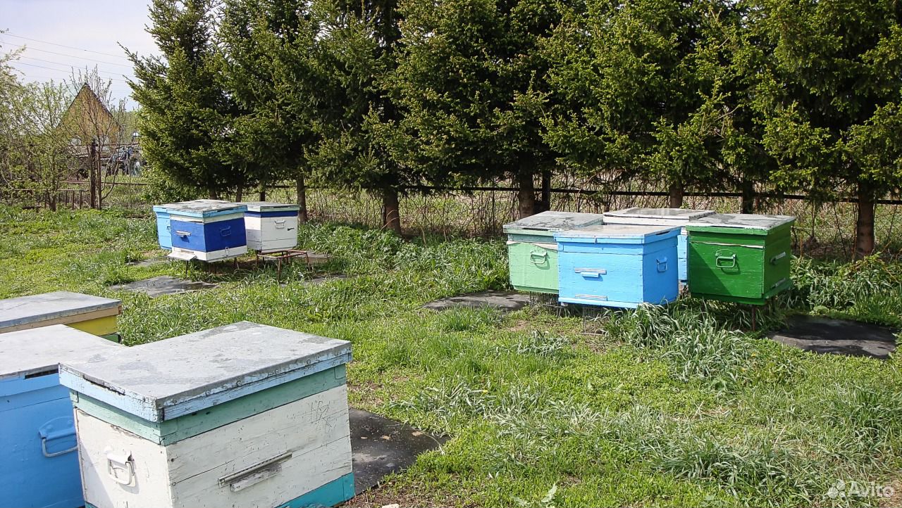 Продам пчел, пасеку, ульи, пчелосемьи купить на Зозу.ру - фотография № 2
