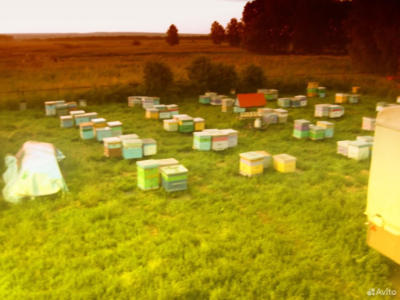 Продам пчел, пасеку, ульи, пчелосемьи купить на Зозу.ру - фотография № 4