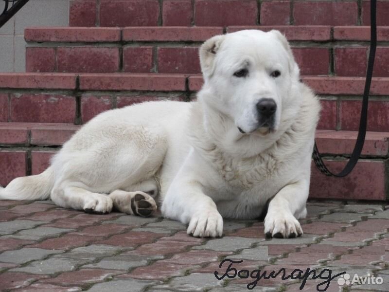 Алабай Без Купированных Ушей И Хвоста Фото