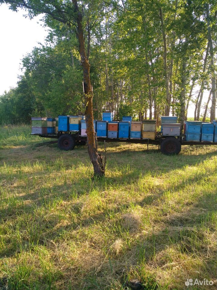 Натуральный мёд купить на Зозу.ру - фотография № 4
