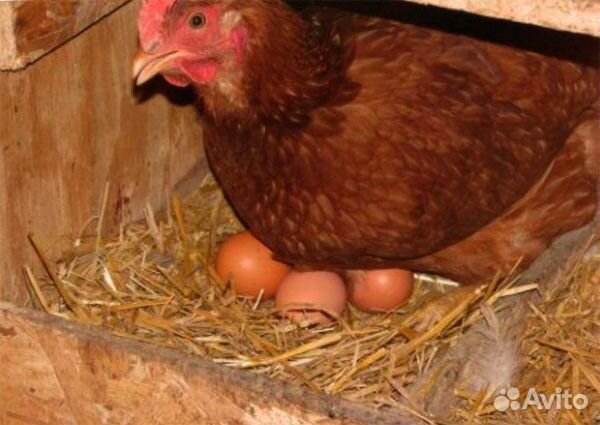 Яйцо куриное от домашних курочек. Новая Ропша купить на Зозу.ру - фотография № 3