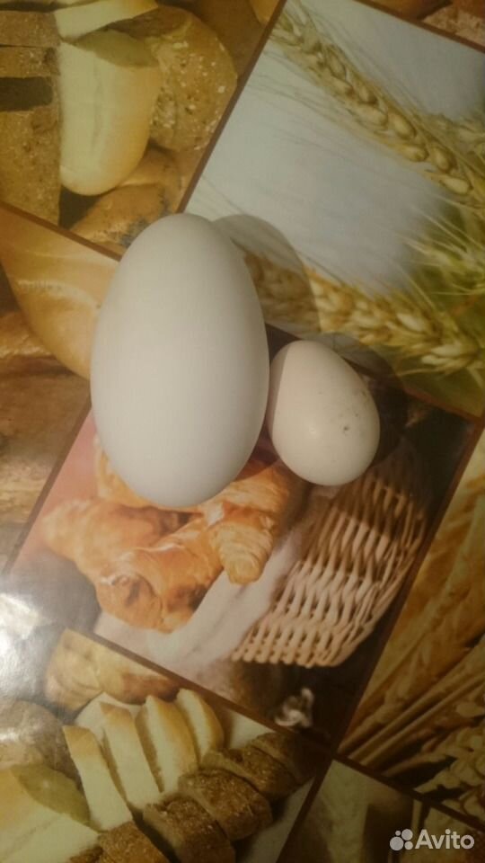 Гусинное инкубационные яйца купить на Зозу.ру - фотография № 2