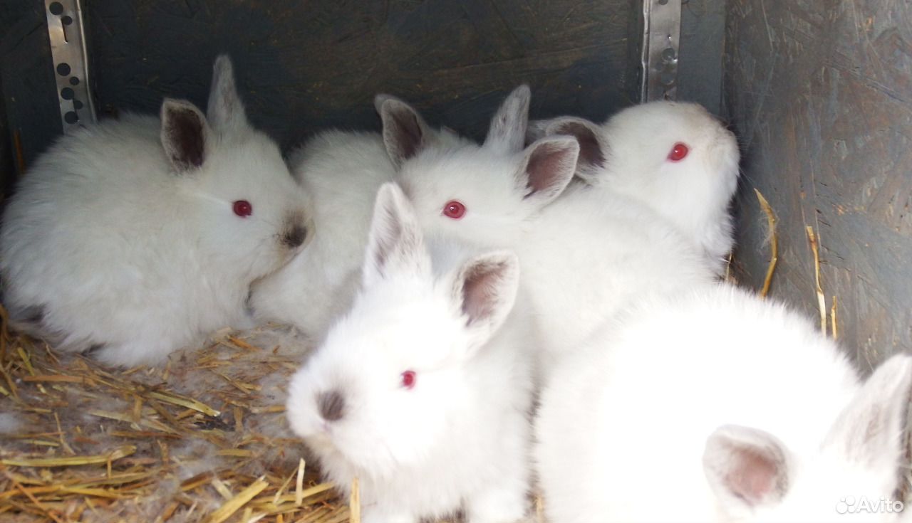 Калифорнийские Кролики Купить В Нижегородской Области Починки