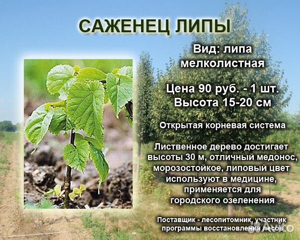 Купить Саженец Липы Цена