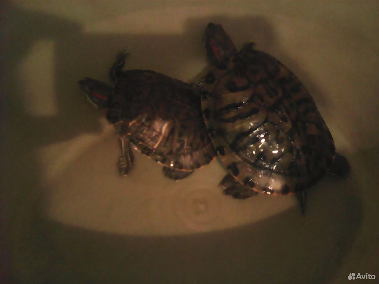 Продам двух взрослых Морских черепах купить на Зозу.ру - фотография № 1