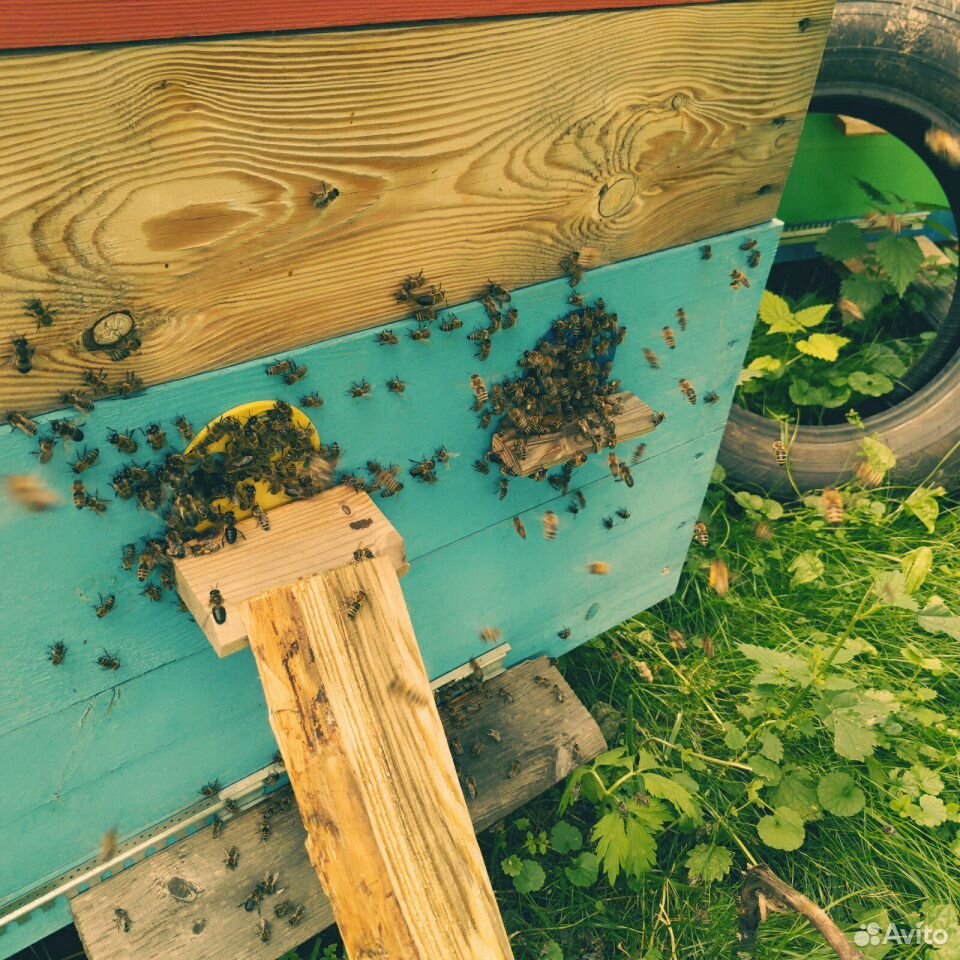 Продам семьи пчел карпатской породы купить на Зозу.ру - фотография № 5