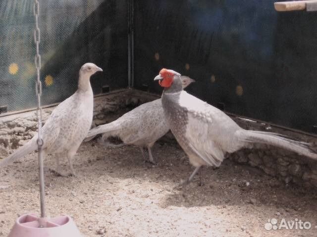 Яйца фазанов инкубационное купить на Зозу.ру - фотография № 4