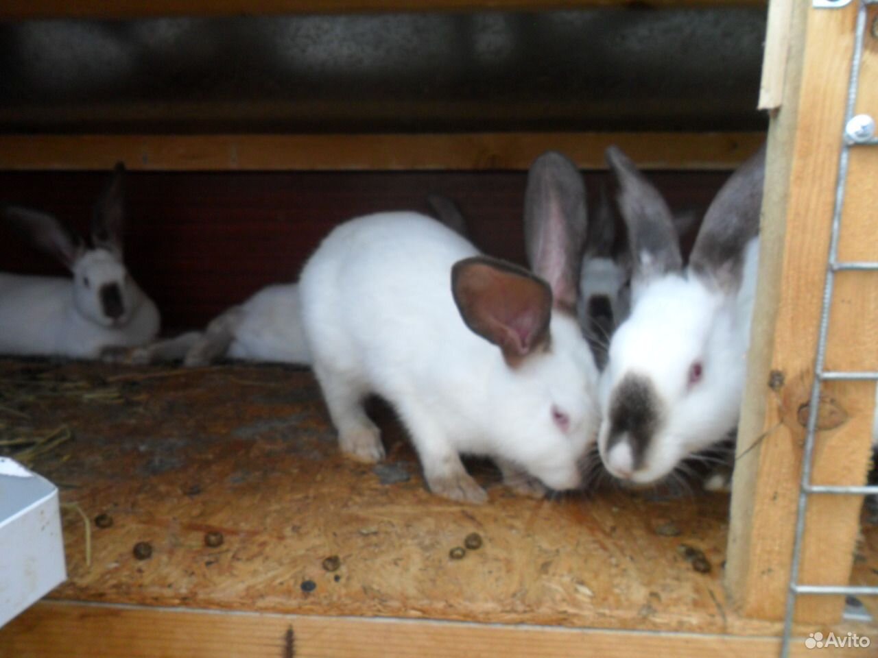Купить кролика в курске. Хиколь кролики. Кролики мясных пород. Купить кроликов Строкач в Новосибирской области. Авито купить кроликов.