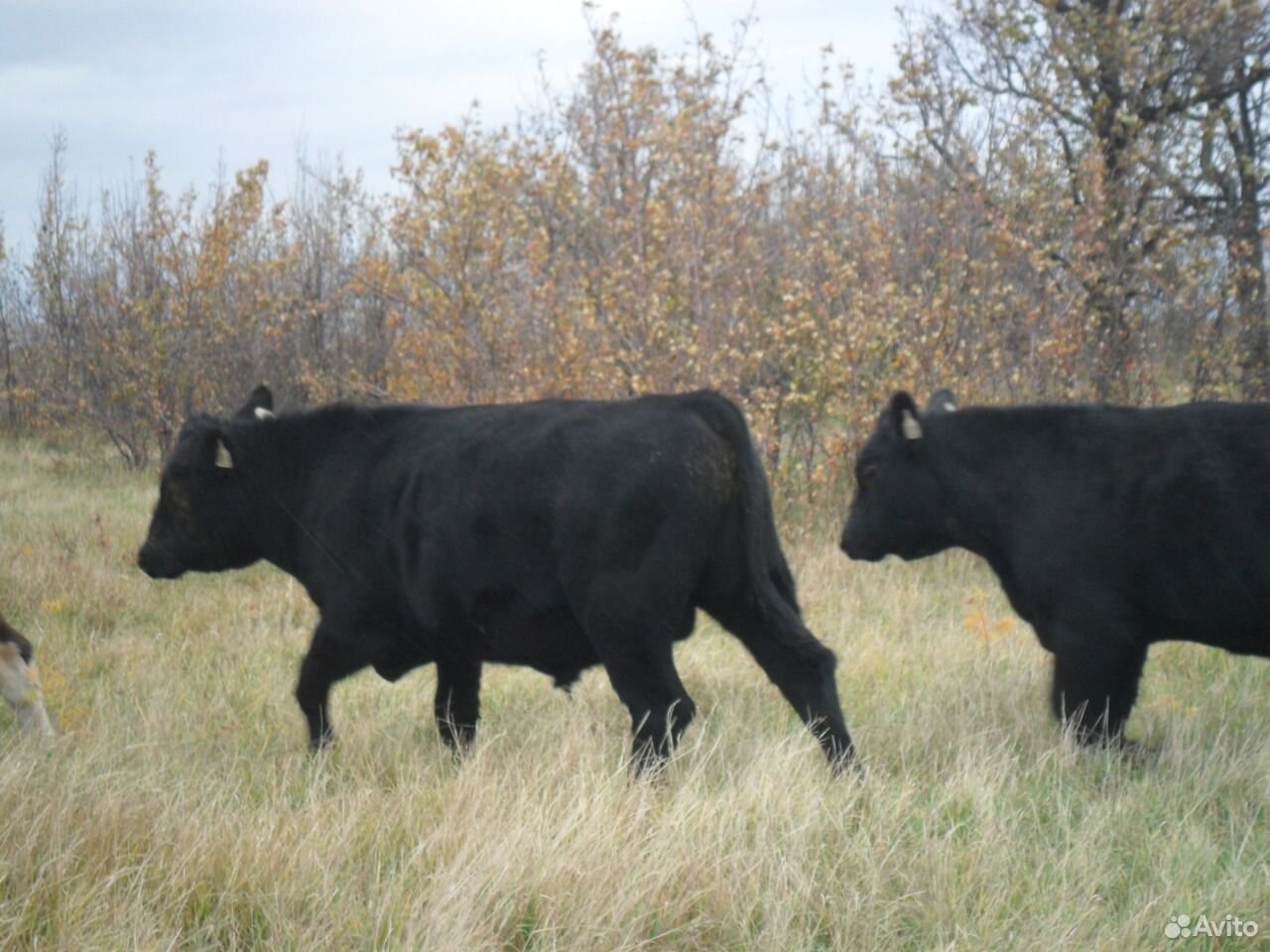 Абердин-ангусские бычки купить на Зозу.ру - фотография № 4