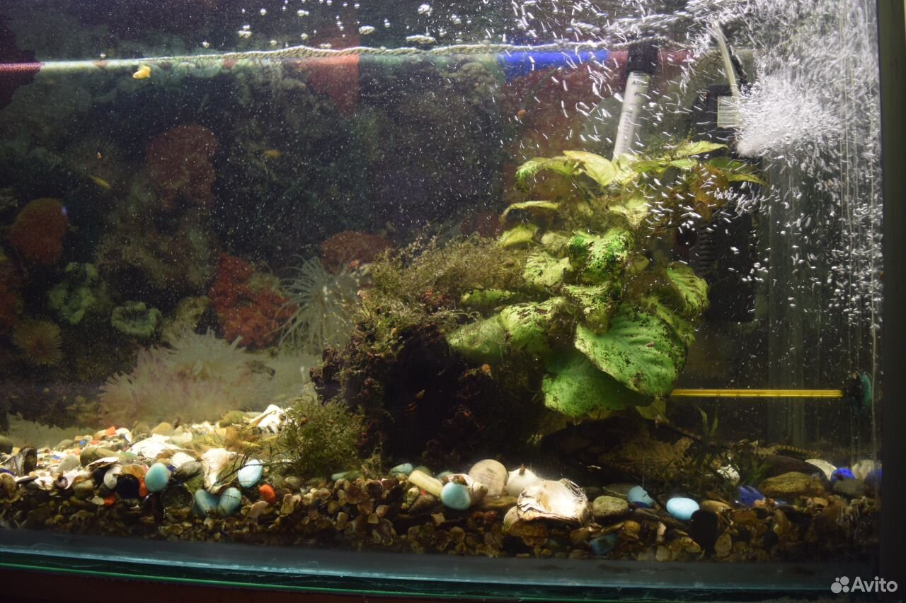 Продам аквариум на 250 литров c рыбками купить на Зозу.ру - фотография № 5