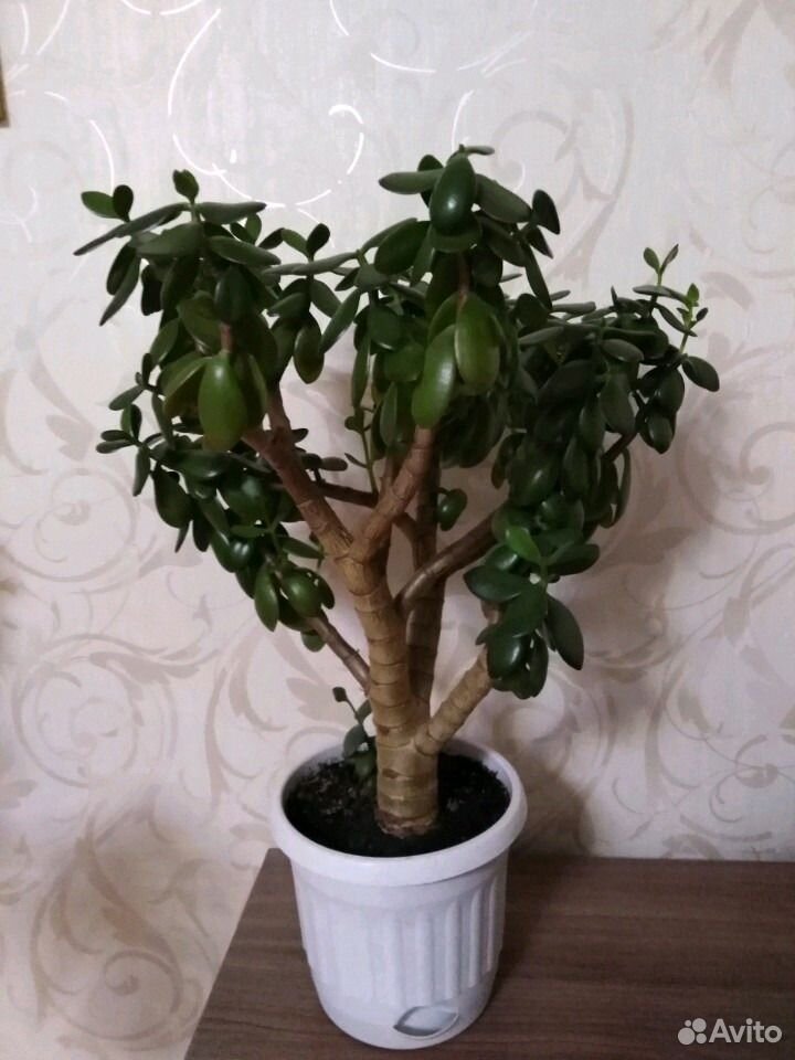 Денежное дерево (крассула или толстянка) купить на Зозу.ру - фотография № 3