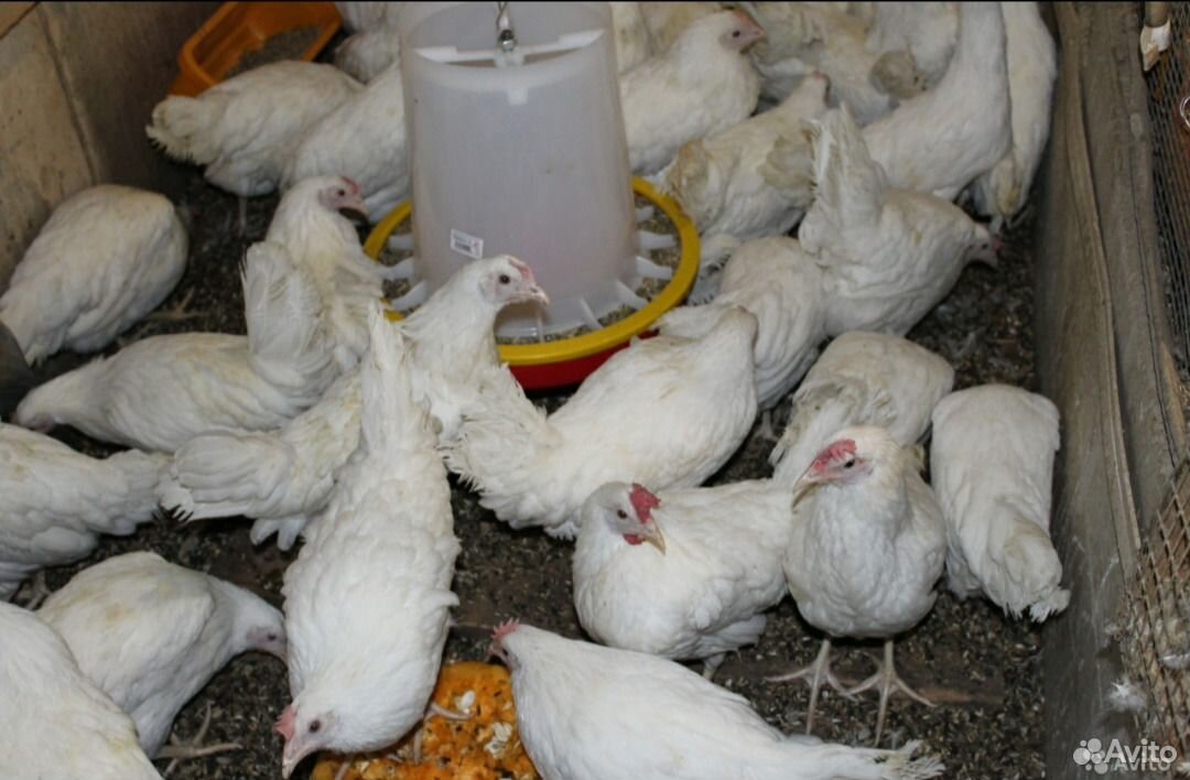 Цыплята суточные леггорн белый на 31 мая купить на Зозу.ру - фотография № 2