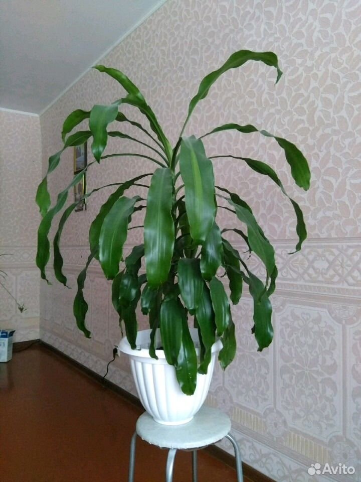 Растения купить на Зозу.ру - фотография № 5