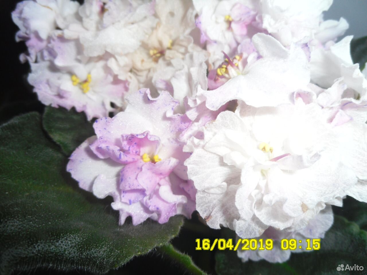 Комнатные цветы купить на Зозу.ру - фотография № 6