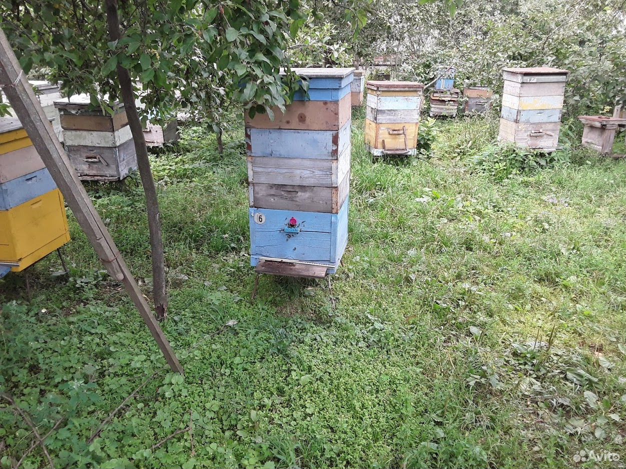 Пчелы приокской породной группы купить на Зозу.ру - фотография № 1