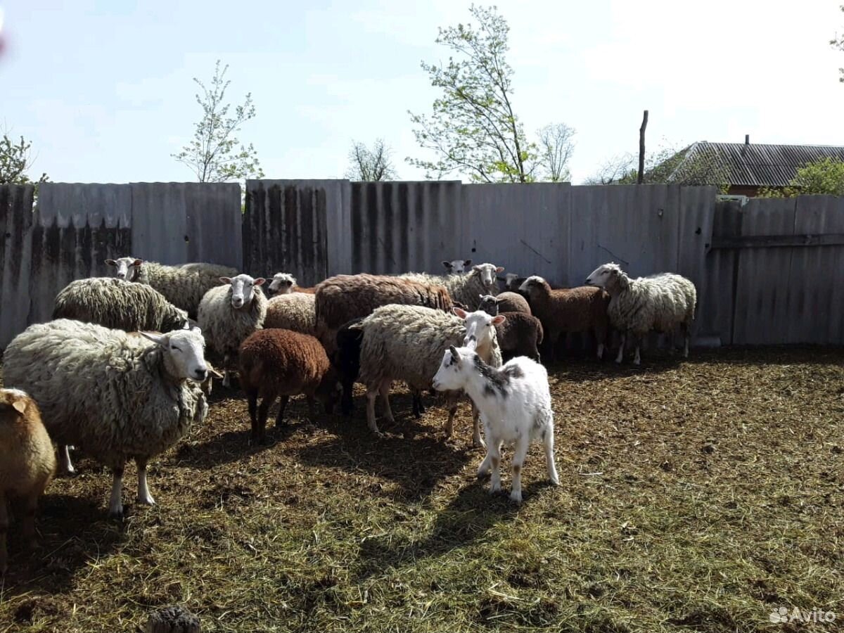 Овцы Продаю 25 ягнят ярочек от 2х месяцев и старше купить на Зозу.ру - фотография № 4