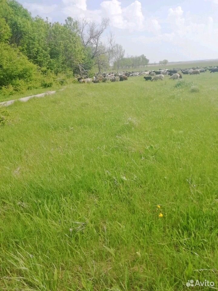 Принимаю коз овец на пастбище село мазурка купить на Зозу.ру - фотография № 4