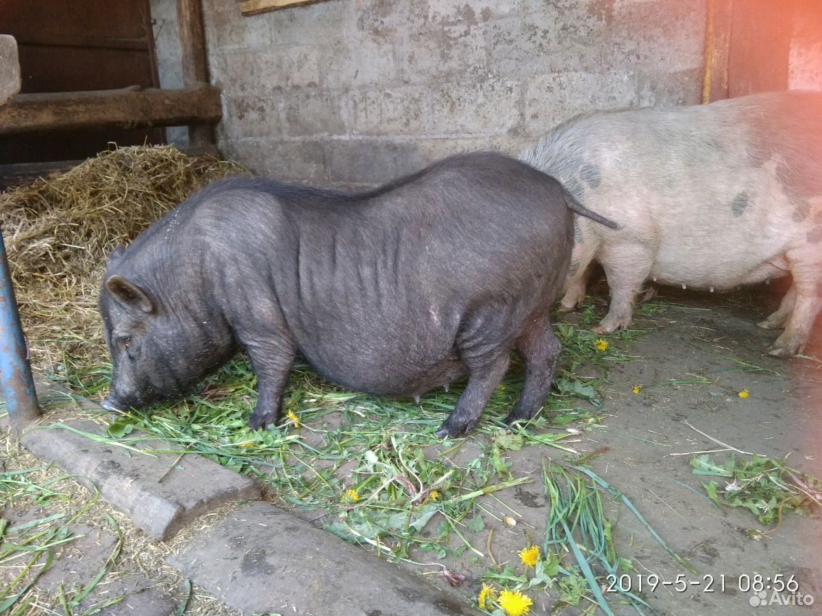 Свинюшки " Вьетнамки" купить на Зозу.ру - фотография № 2