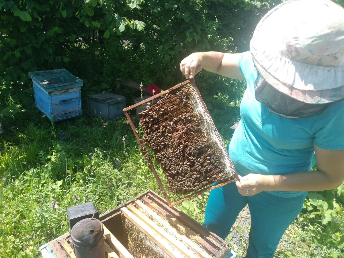 Продаю пчёл купить на Зозу.ру - фотография № 6