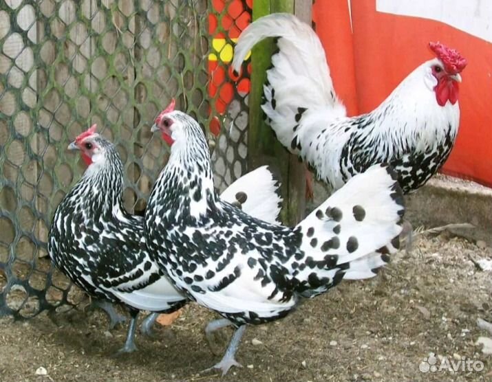 Куры, петухи и цыплята Кучинские, яйцо купить на Зозу.ру - фотография № 2