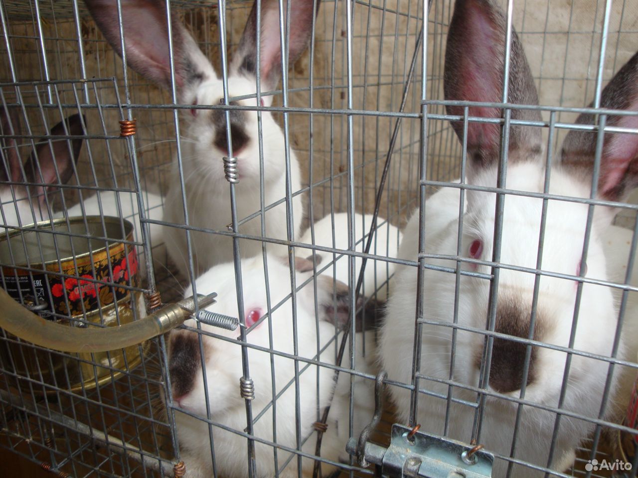 Калифорнийские Кролики Купить В Нижегородской Области Починки