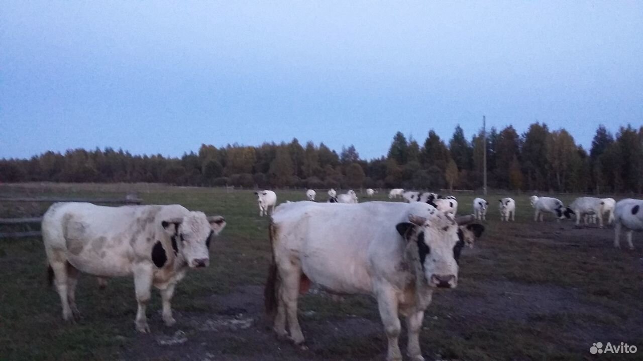 Коровы молочные купить на Зозу.ру - фотография № 7