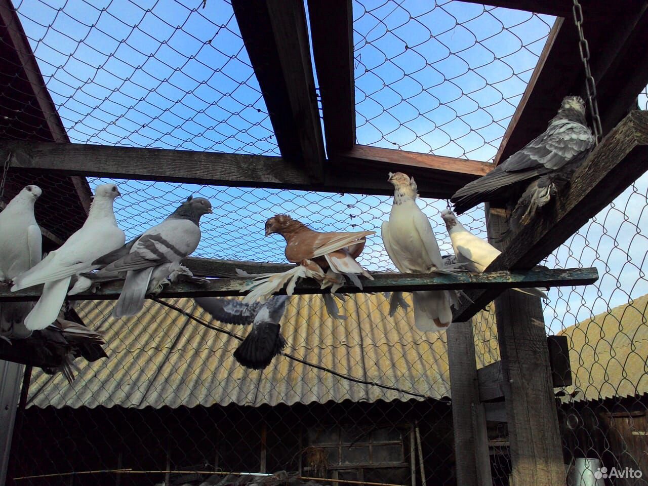 Азиатские бойные голуби купить на Зозу.ру - фотография № 4