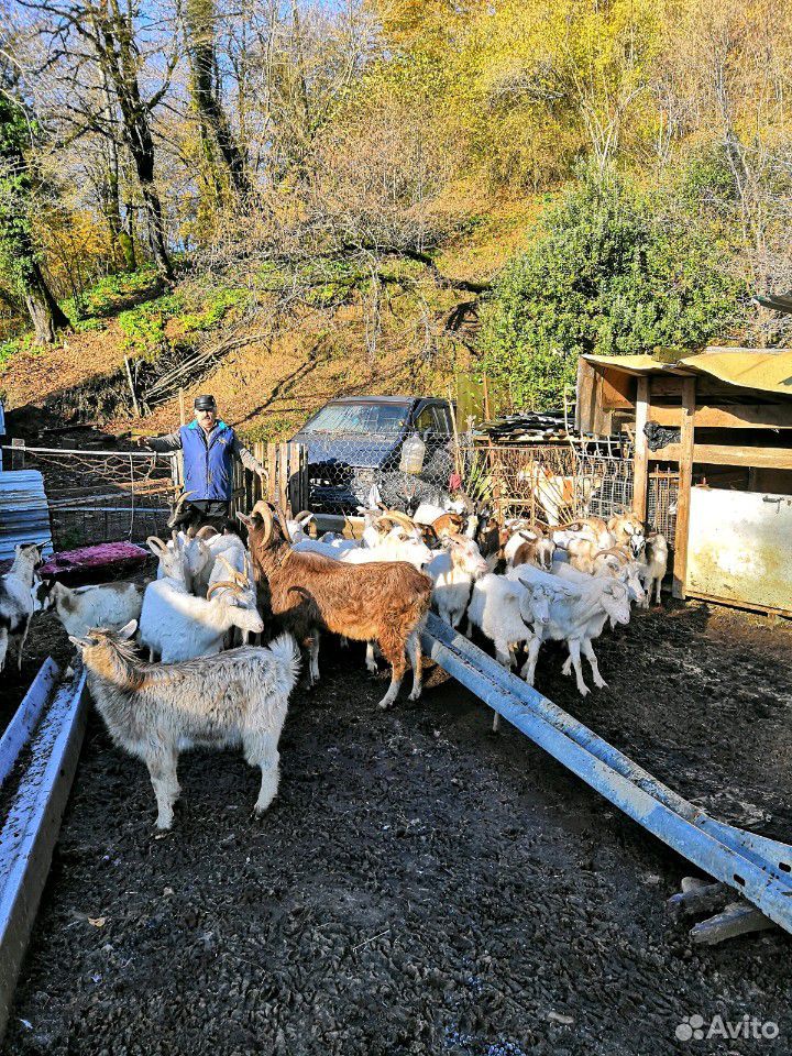 Бараны и козы купить на Зозу.ру - фотография № 2