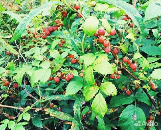 Варенье из лесных ягод купить на Зозу.ру - фотография № 4