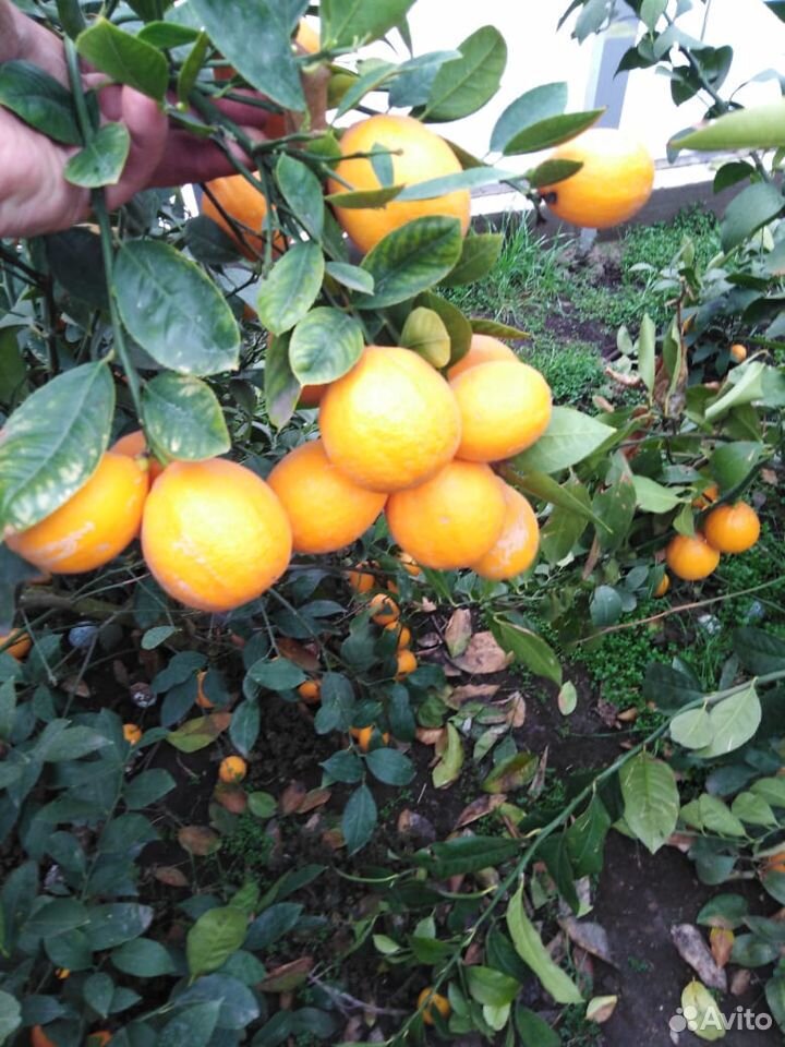 Саженцы апельсина,лимона,мандарина,грейпфрут,лавра купить на Зозу.ру - фотография № 1