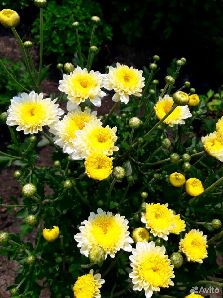 Цветы хризантемы купить на Зозу.ру - фотография № 7