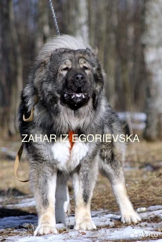 Кавказская овчарка щенки купить на Зозу.ру - фотография № 2