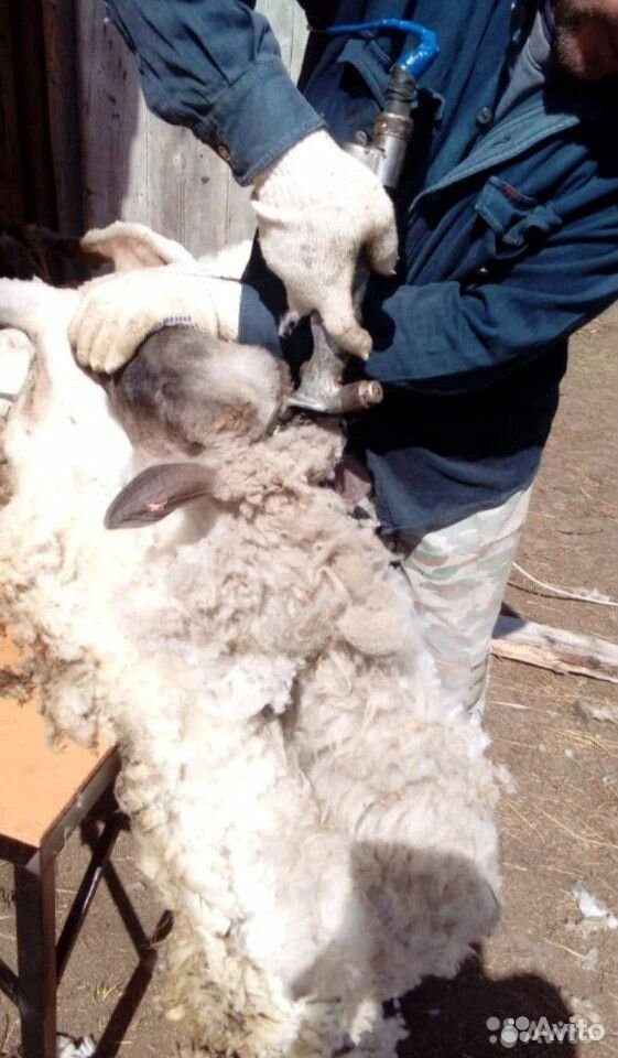 Ищу кто пострежот овец купить на Зозу.ру - фотография № 1