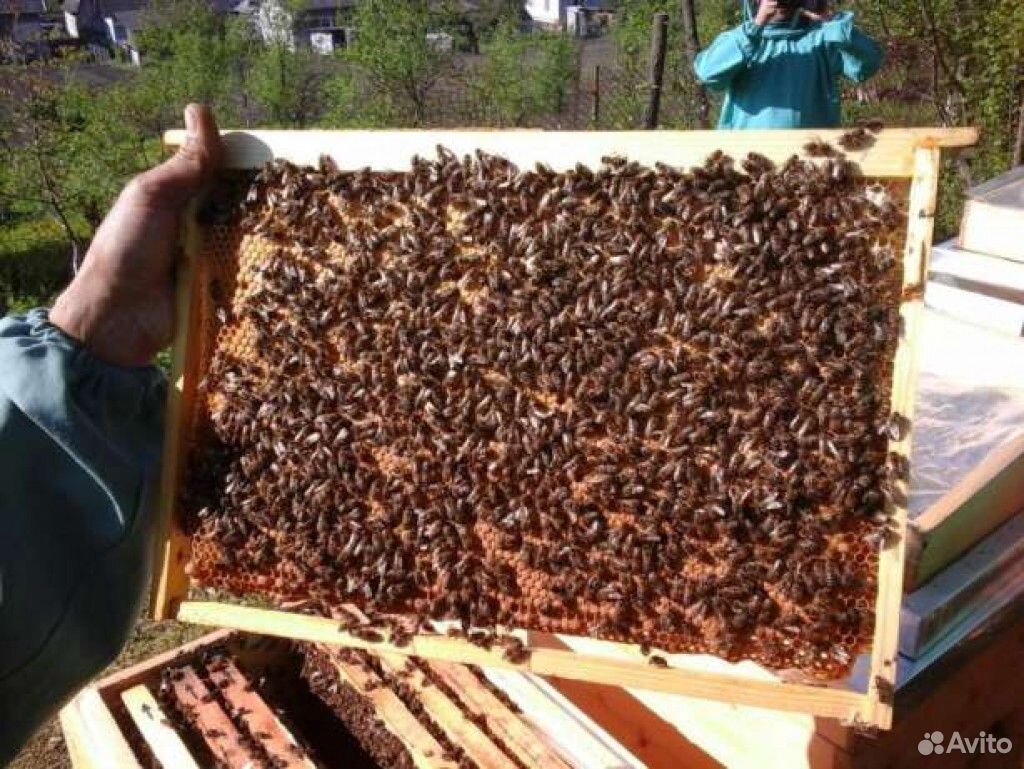 Авито краснодарский пчелопакеты. Четырех рамочные пчелопакеты. Пчелиный пакет. Пчелопакеты пяти рамочные. Пчелохозяйство Глебовых пчелопакеты.