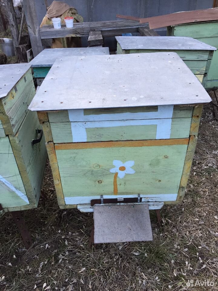 Продаю семьи пчёл с ульями и прочей утварью купить на Зозу.ру - фотография № 4