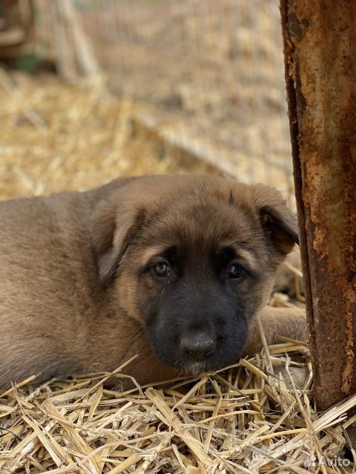 Красивейший щенок алабая и немецкой овчарки купить на Зозу.ру - фотография № 3