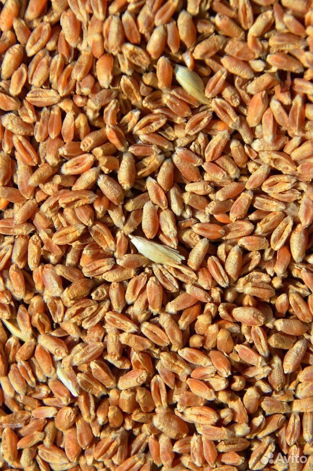 Пшеница купить на Зозу.ру - фотография № 3