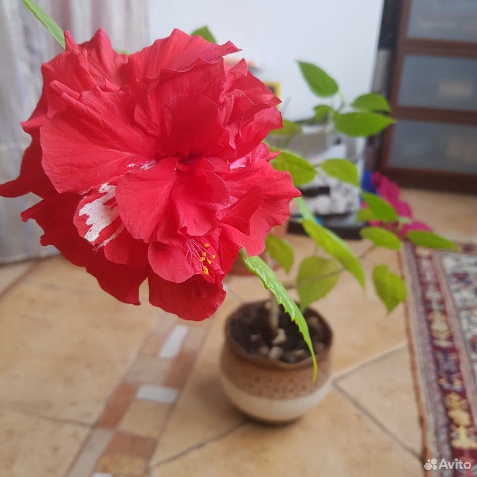 Дерево китайская роза купить на Зозу.ру - фотография № 7