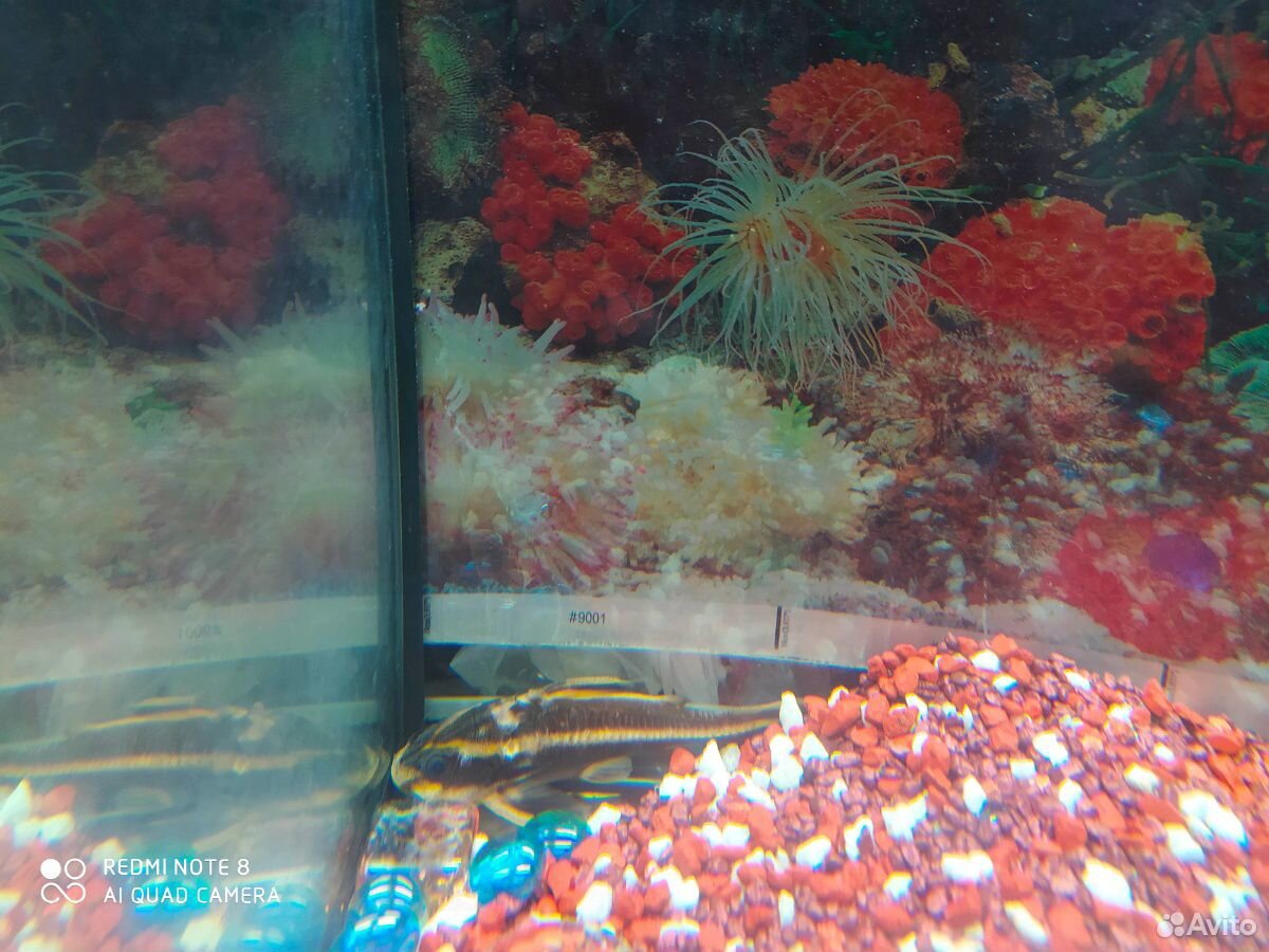 Продам аквариум 50л, корм, фильтр и 2 сома купить на Зозу.ру - фотография № 5