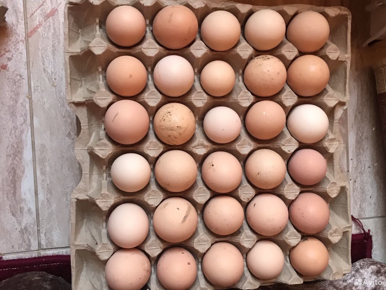 Яйца брамы купить на Зозу.ру - фотография № 1