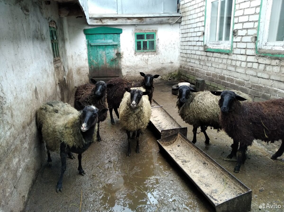Овцы беременные,взрослые(романовские, местные) купить на Зозу.ру - фотография № 1