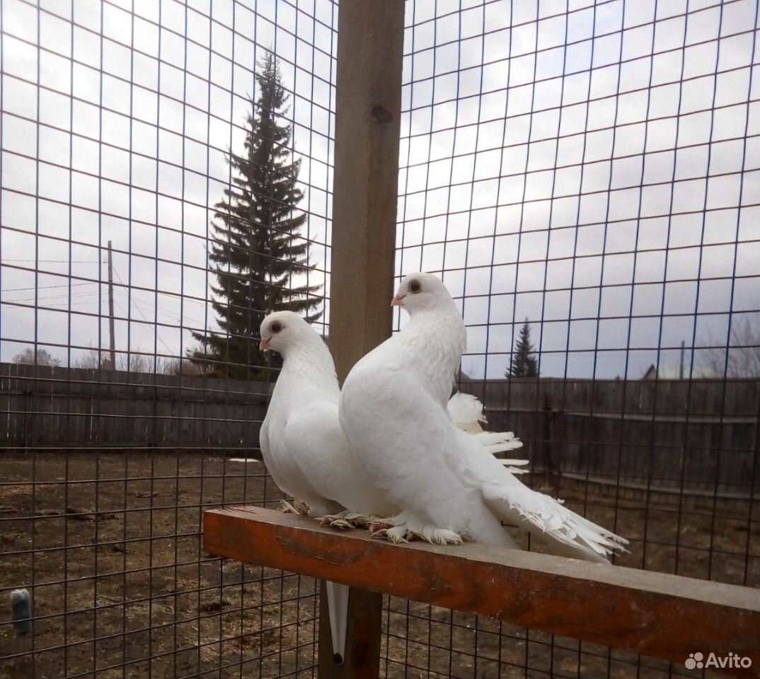 Статные голуби купить на Зозу.ру - фотография № 2