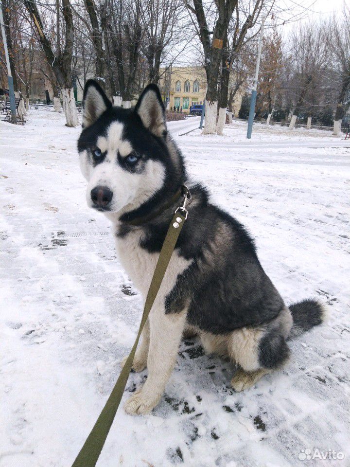 Хаски чемпионы. Вязка хаски. Вязка хаски. Кобель на вязку хаски. Кобель на вязку хаски.